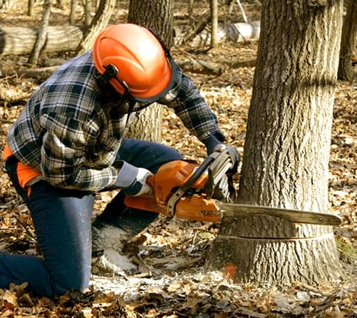 Arborist assessing tree health in Indiana